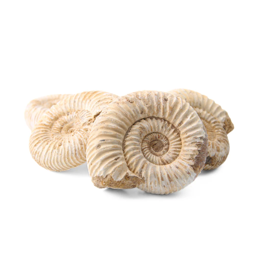 Miniatuur 2