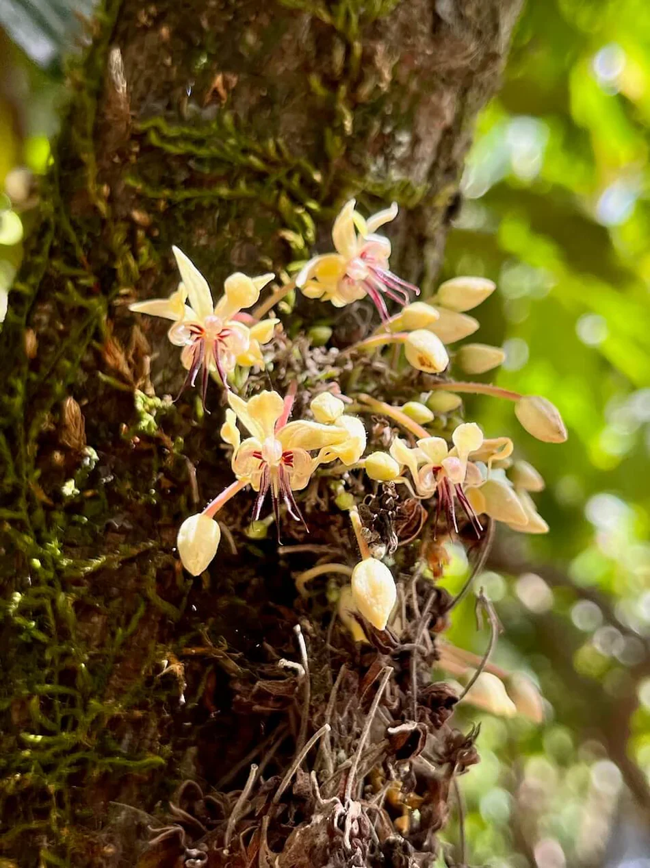 Miniatuur 6